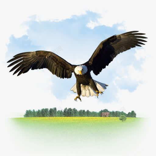 动物鹰我的7个图标png免抠素材_新图网 https://ixintu.com Animals eagle 动物 鹰