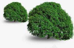 夏日树木绿色植物效果素材