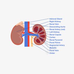 卡通肾脏血管素材