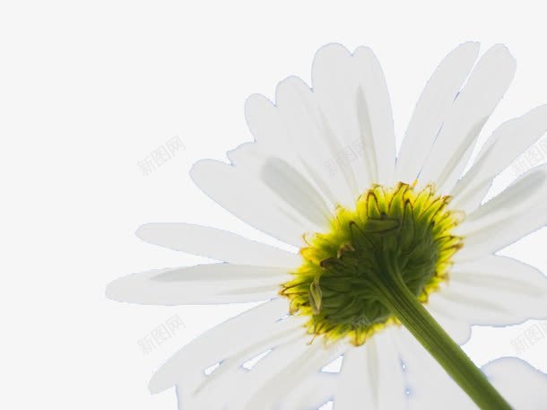 白色小雏菊png免抠素材_新图网 https://ixintu.com 干净 简单 纯洁 花朵