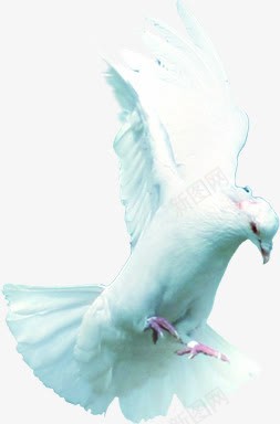 白色和平鸽白鸽子动物png免抠素材_新图网 https://ixintu.com 动物 和平鸽 白色 鸽子