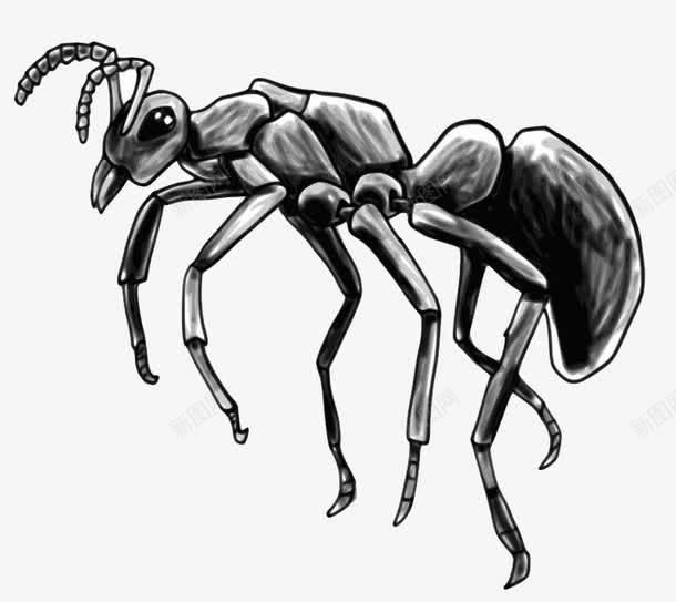 黑色的蚂蚁png免抠素材_新图网 https://ixintu.com 大蚂蚁 蚂蚁