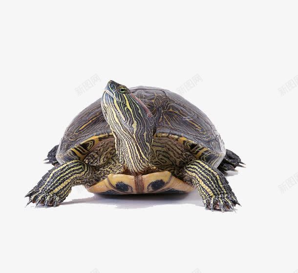 大海龟png免抠素材_新图网 https://ixintu.com 仰头的海龟 动物 水产 海龟