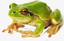 吃害虫绿色青蛙高清图片