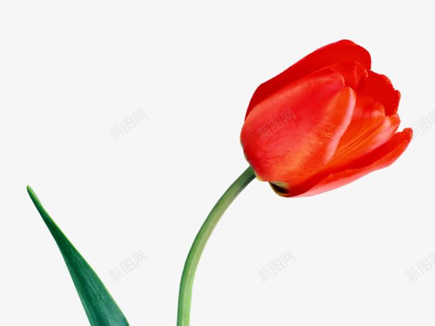 一只玫瑰花朵png免抠素材_新图网 https://ixintu.com 一只 玫瑰花