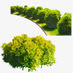 一排繁茂绿色树木素材