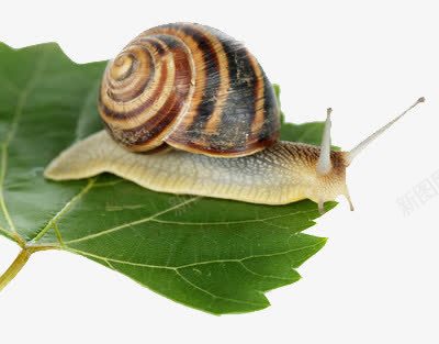 叶子上的蜗牛png免抠素材_新图网 https://ixintu.com 动物 树叶 药材
