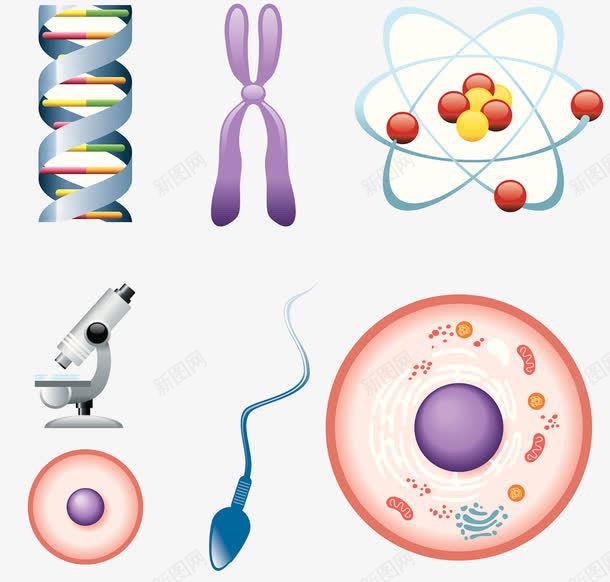 一组生物学图案png免抠素材_新图网 https://ixintu.com 受精卵 显微镜 染色体 精子