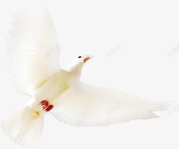 一只海鸥白色png免抠素材_新图网 https://ixintu.com 海鸥 白色