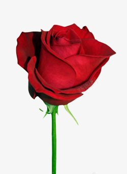 红色植物玫瑰一朵大花实物素材