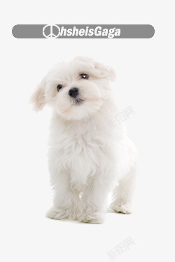 白色小狗狗白色小狗狗高清图片