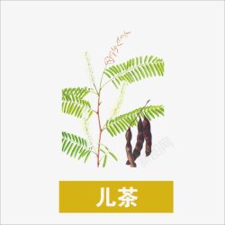 儿茶草药高清图片