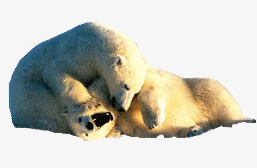 玩闹的白色北极熊png免抠素材_新图网 https://ixintu.com 北极熊 白色 素材
