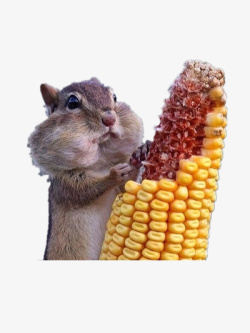 松鼠吃玉米素材