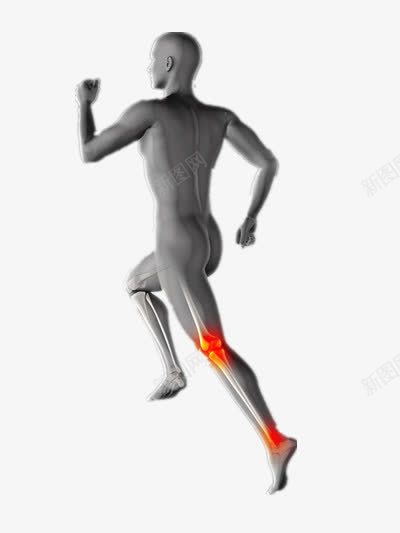 人体肌肉图png免抠素材_新图网 https://ixintu.com 人体3D 人体解剖 肌肉分布 运动
