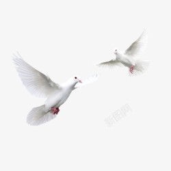 两只鸽子图片素材两只白色鸽子和平鸽高清图片