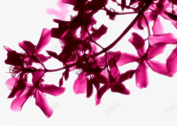 一株紫色的花1png免抠素材_新图网 https://ixintu.com 紫色 背景 花朵 装饰