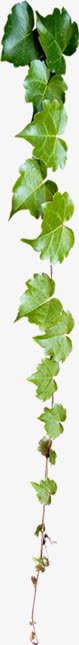 绿色植物草本树叶摄影png免抠素材_新图网 https://ixintu.com 摄影 树叶 绿色植物 草本