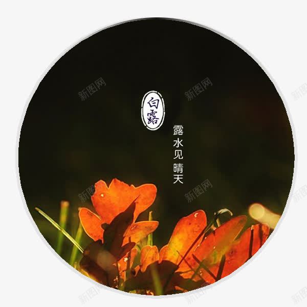 白露和橘黄色花朵png免抠素材_新图网 https://ixintu.com 白露 节日 花朵