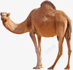 单峰骆驼侧面骆驼高清图片