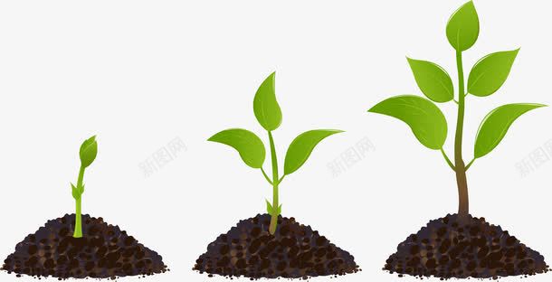 植物成长png免抠素材_新图网 https://ixintu.com 手绘植物 植物 植物生长 植物素材