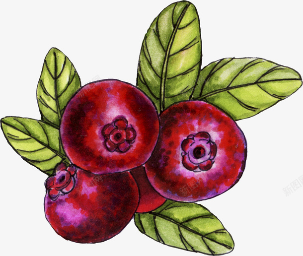 红色浆果png免抠素材_新图网 https://ixintu.com 卡通 叶子 圆形 手绘 果子 浆果 红色 绿色