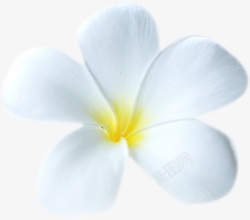 白色梦幻花朵美景素材