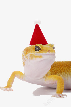 红色蜥蜴带着圣诞帽蜥蜴高清图片