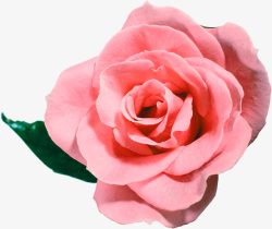 粉色玫瑰钻戒装饰素材