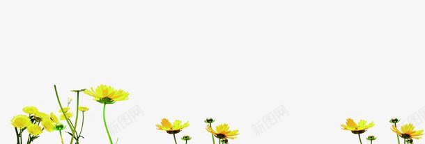 合成效果黄色的花卉植物png免抠素材_新图网 https://ixintu.com 合成 效果 植物 花卉 黄色