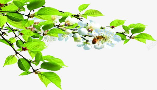 白色花朵美景树叶树枝png免抠素材_新图网 https://ixintu.com 树叶 树枝 白色 美景 花朵