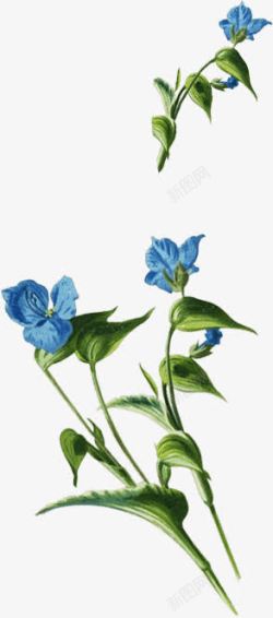 蓝色花朵绿叶素材