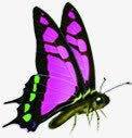 紫色蝴蝶手绘美景素材