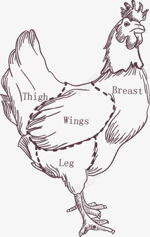 鸡部位分割图png免抠素材_新图网 https://ixintu.com 分割图 手绘 肉 鸡