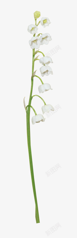一株白色花png免抠素材_新图网 https://ixintu.com 白色 白色花朵 花卉 花朵
