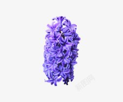 紫色风信子花卉素材