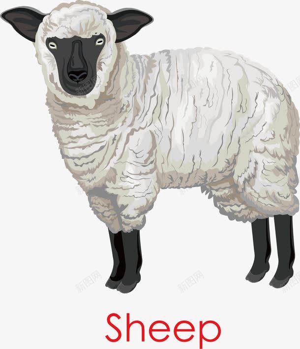 绵羊羊毛png免抠素材_新图网 https://ixintu.com 手绘 白色 绵羊 羊毛
