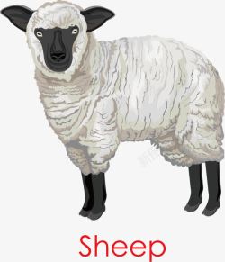 绵羊羊毛素材