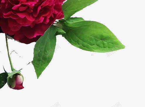浪漫唯美鲜花png免抠素材_新图网 https://ixintu.com 玫瑰 花 鲜花 鲜花图案 鲜花背景