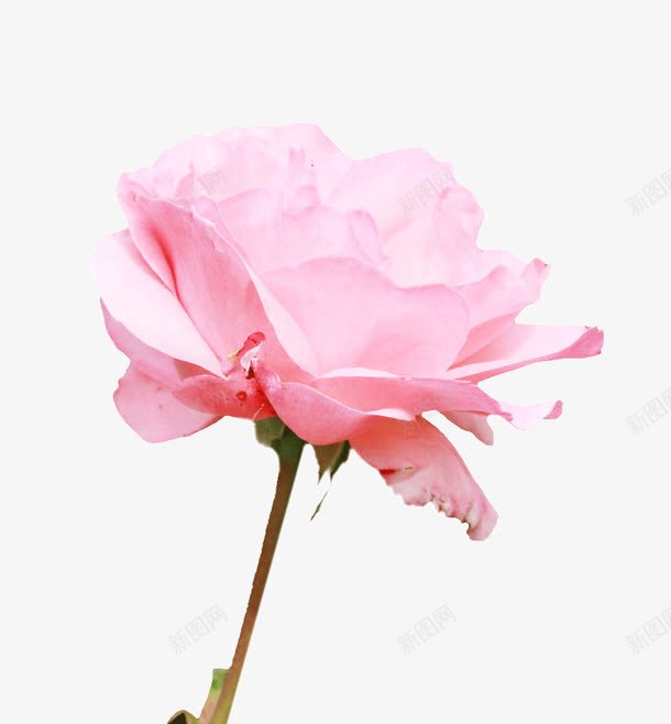 粉色玫瑰花朵png免抠素材_新图网 https://ixintu.com 七夕 情人节 爱情 粉玫瑰 花卉