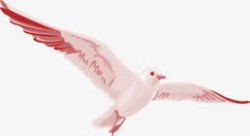 手绘白鸽艺术海报素材
