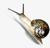 蜗牛爬行png免抠素材_新图网 https://ixintu.com 动物 爬行 蜗牛