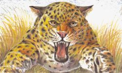 捕食的豹子凶猛的豹子图案高清图片