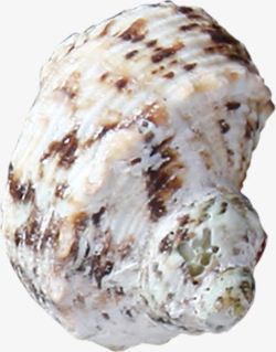 螺旋海螺螺旋褐色海螺高清图片