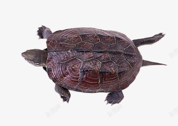 爬行中的乌龟png免抠素材_新图网 https://ixintu.com png图片 免费png 免费png元素 免费png素材 动物 广告创意 爬行中的乌龟