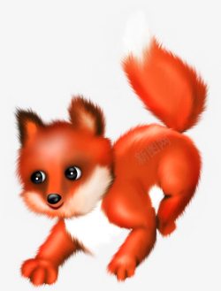 毛茸茸的狐狸红色狐狸高清图片