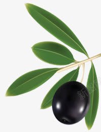 1颗黑橄榄装饰png免抠素材_新图网 https://ixintu.com 水果 食材 食物 黑橄榄