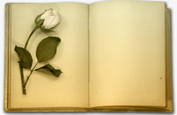 玫瑰复古书籍素材