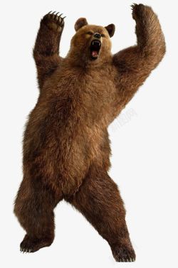 狂暴狂暴的大棕熊高清图片