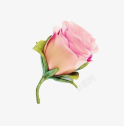 粉色玫瑰花朵绿叶素材